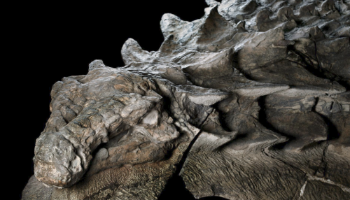 Shockingly lifelike dinosaur fossil makes