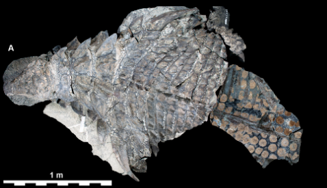 Shockingly lifelike dinosaur fossil makes2