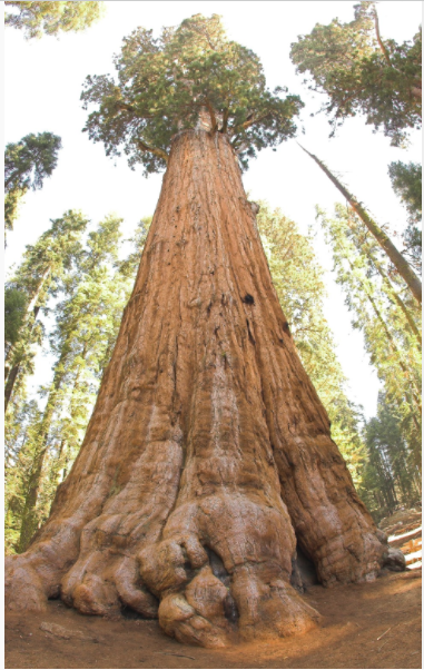 World's largest tree.3