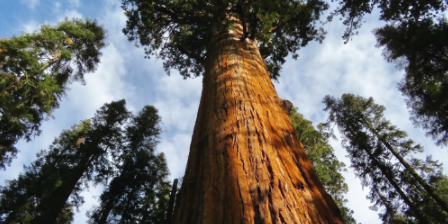 World's largest tree.5